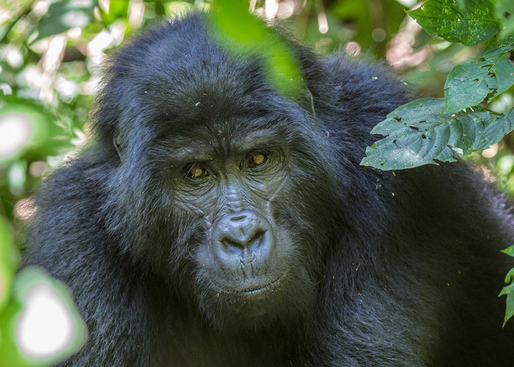 Mountain-gorilla-bwindi-impenetrable-forest-national-park-uganda (2).jpg
